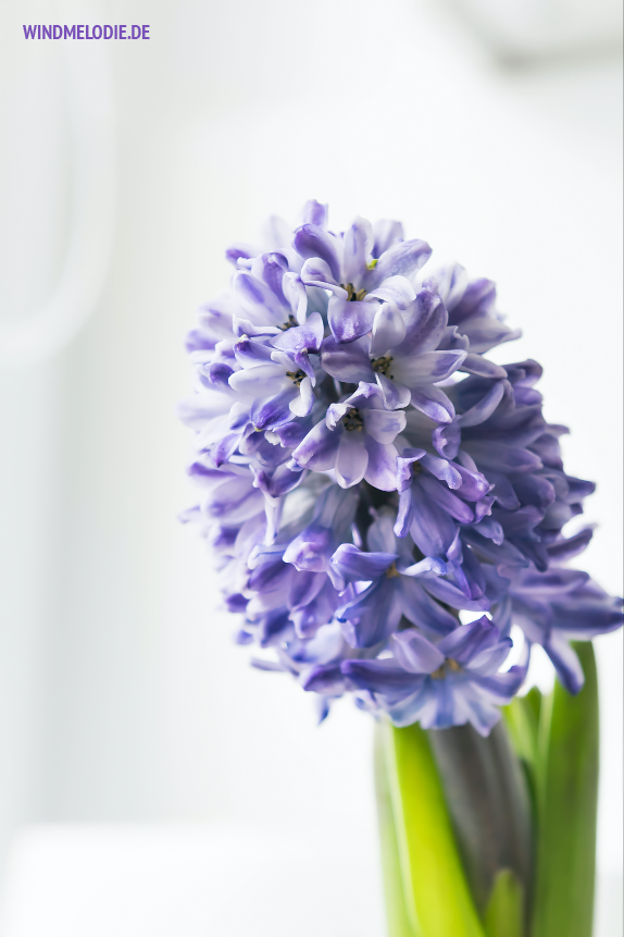 Hyazinthen lila blau