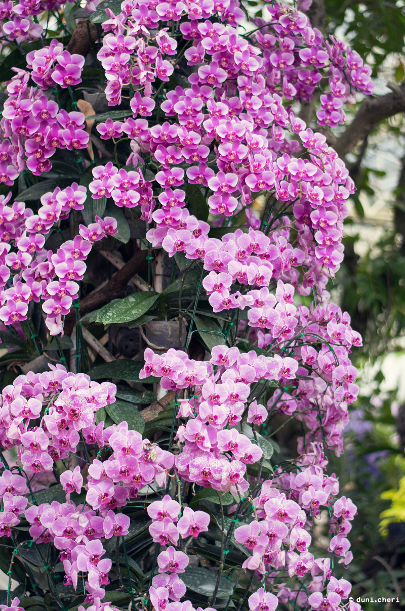 chiang mai royal park rajapruek orchideen pavillion