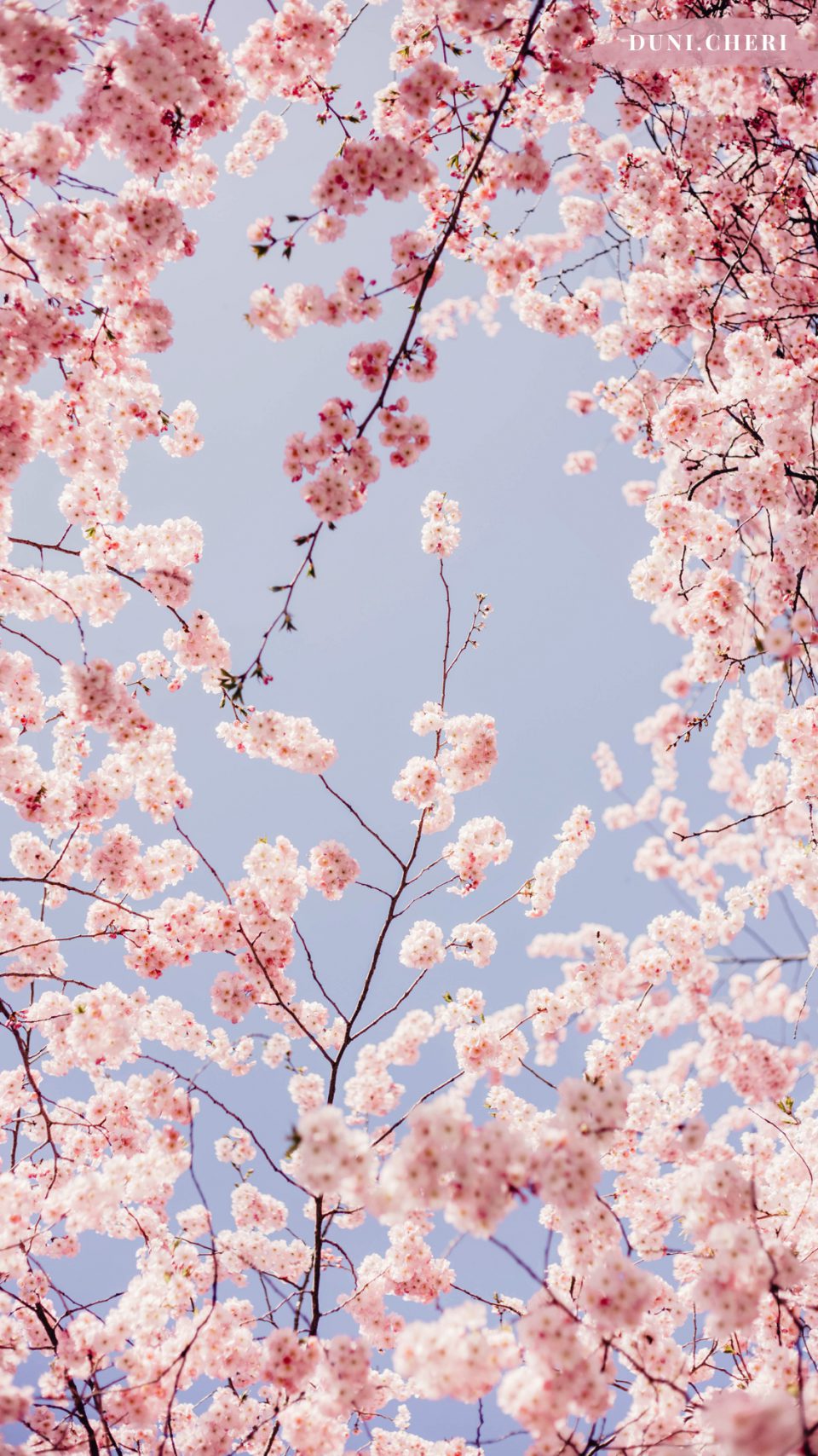 hanami-cherry-blossom-wallpaper-03 | duni.cheri