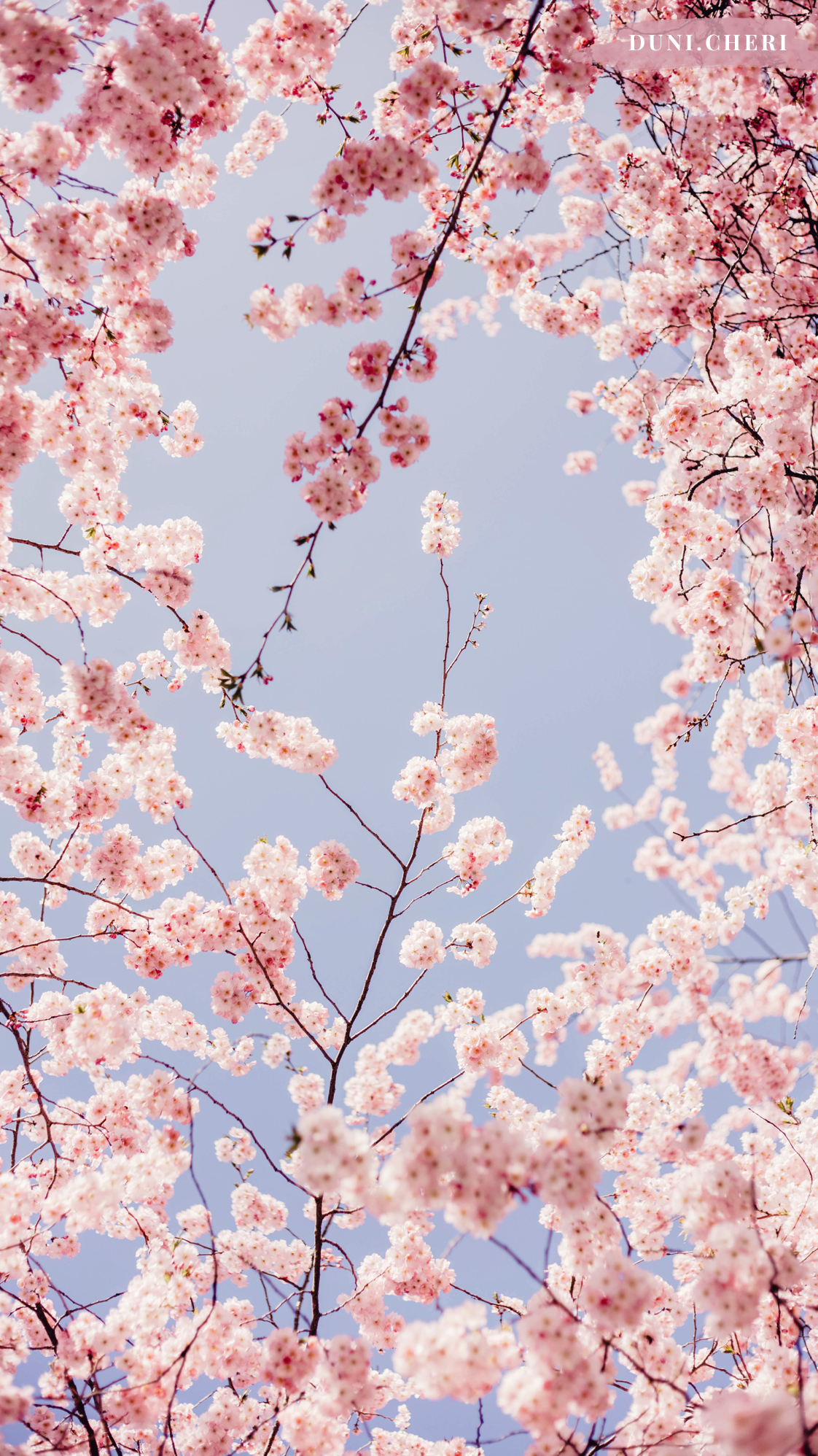 cherry blossom wallpaper free