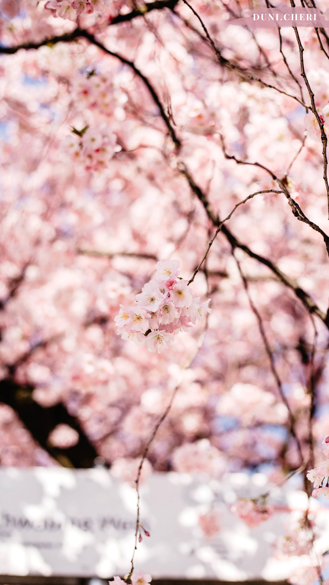 cherry blossom wallpaper kostenlos