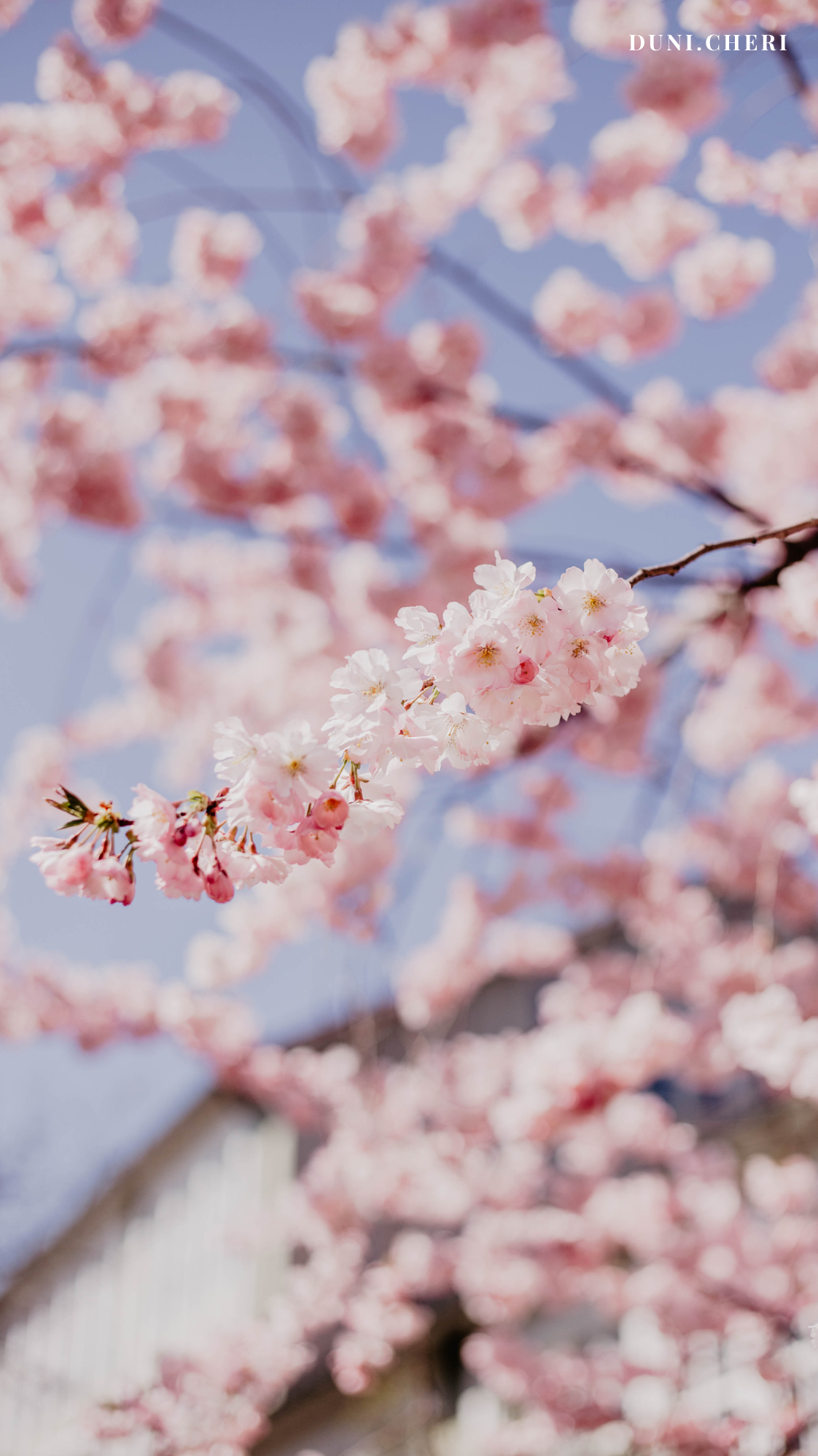 hanami cherry blossom wallpaper kostenlos