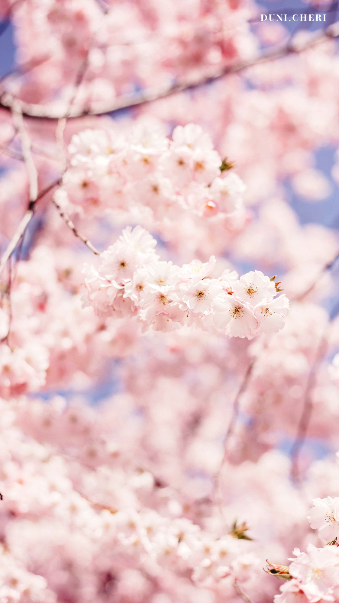 hanami cherry blossom wallpaper kostenlos