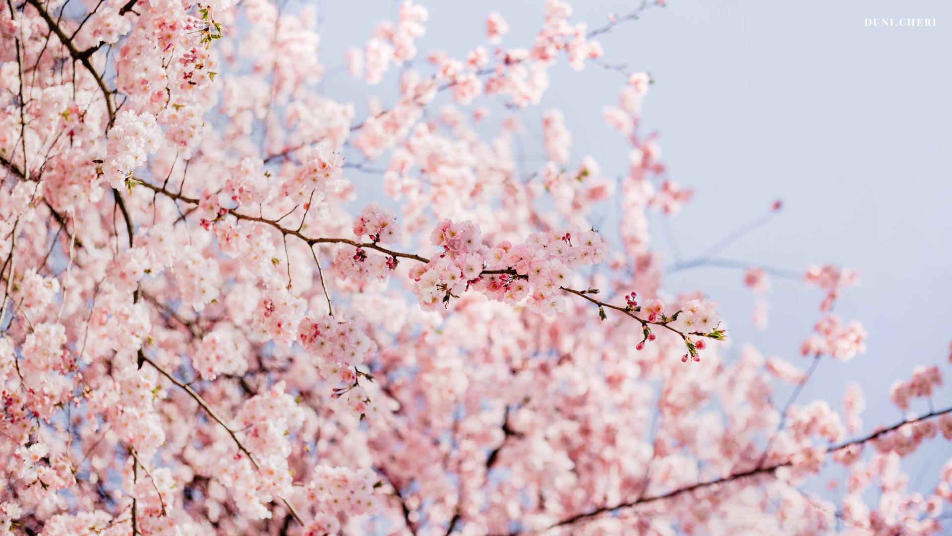 cherry blossom wallpaper kostenlos
