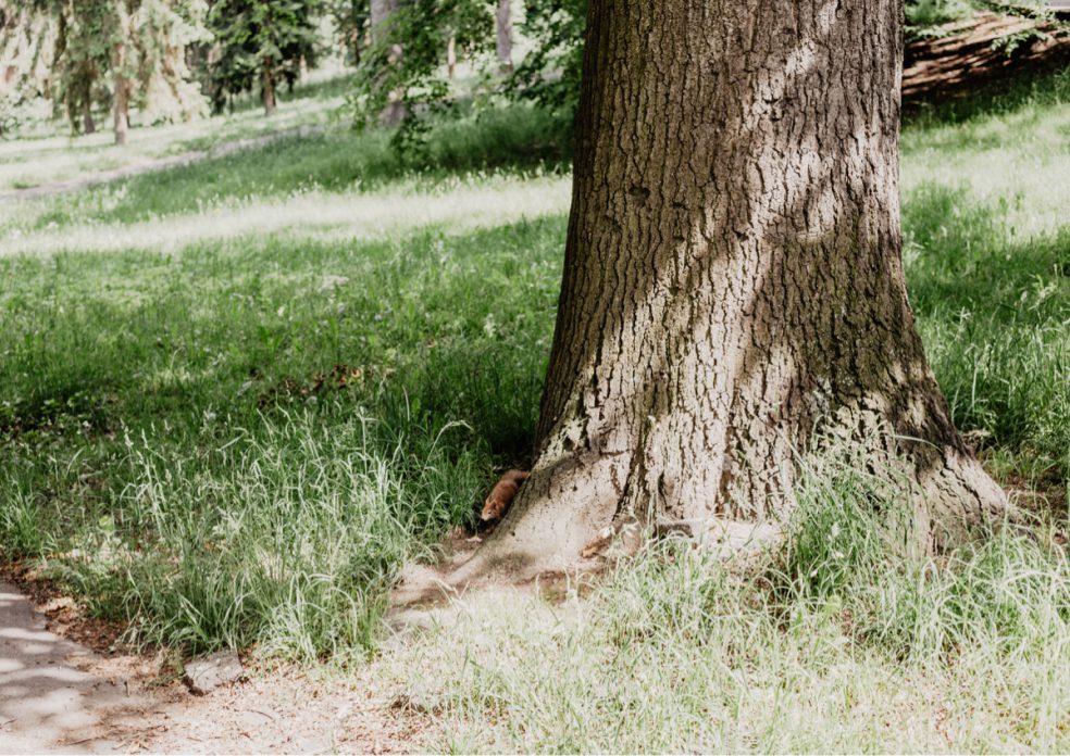 eichhörnchen prag park