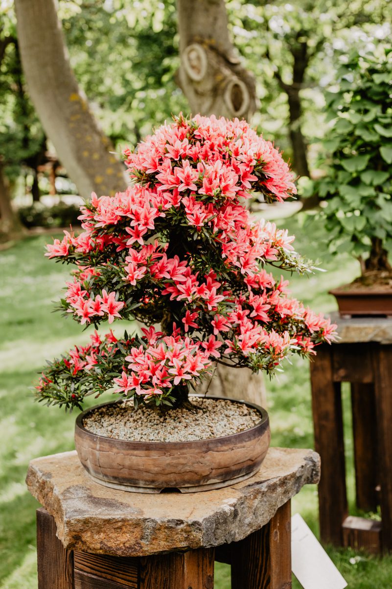 japanischer garten prag pink bonsai