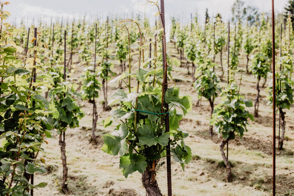 prag weinreben vinothek weingut