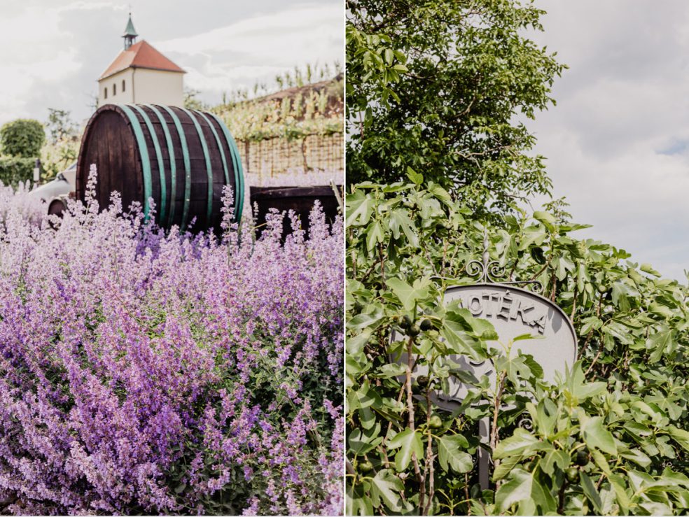 weingut weinreben prag reise