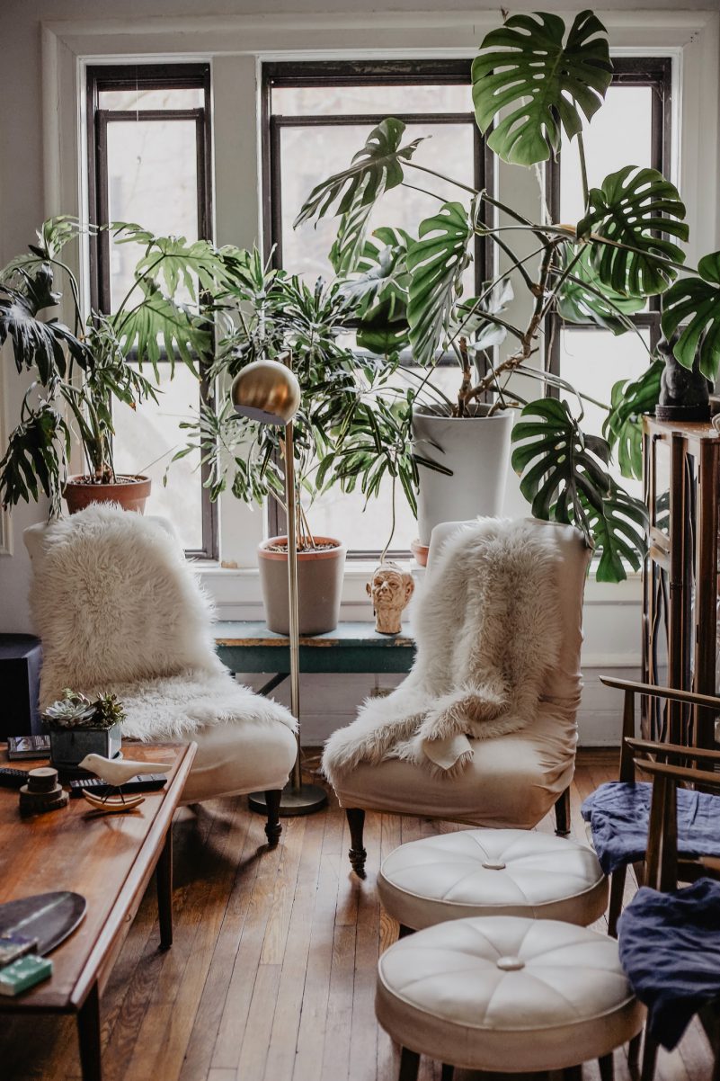 brooklyn interior monstera