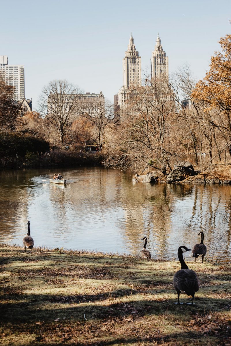 central park enten gossip girl