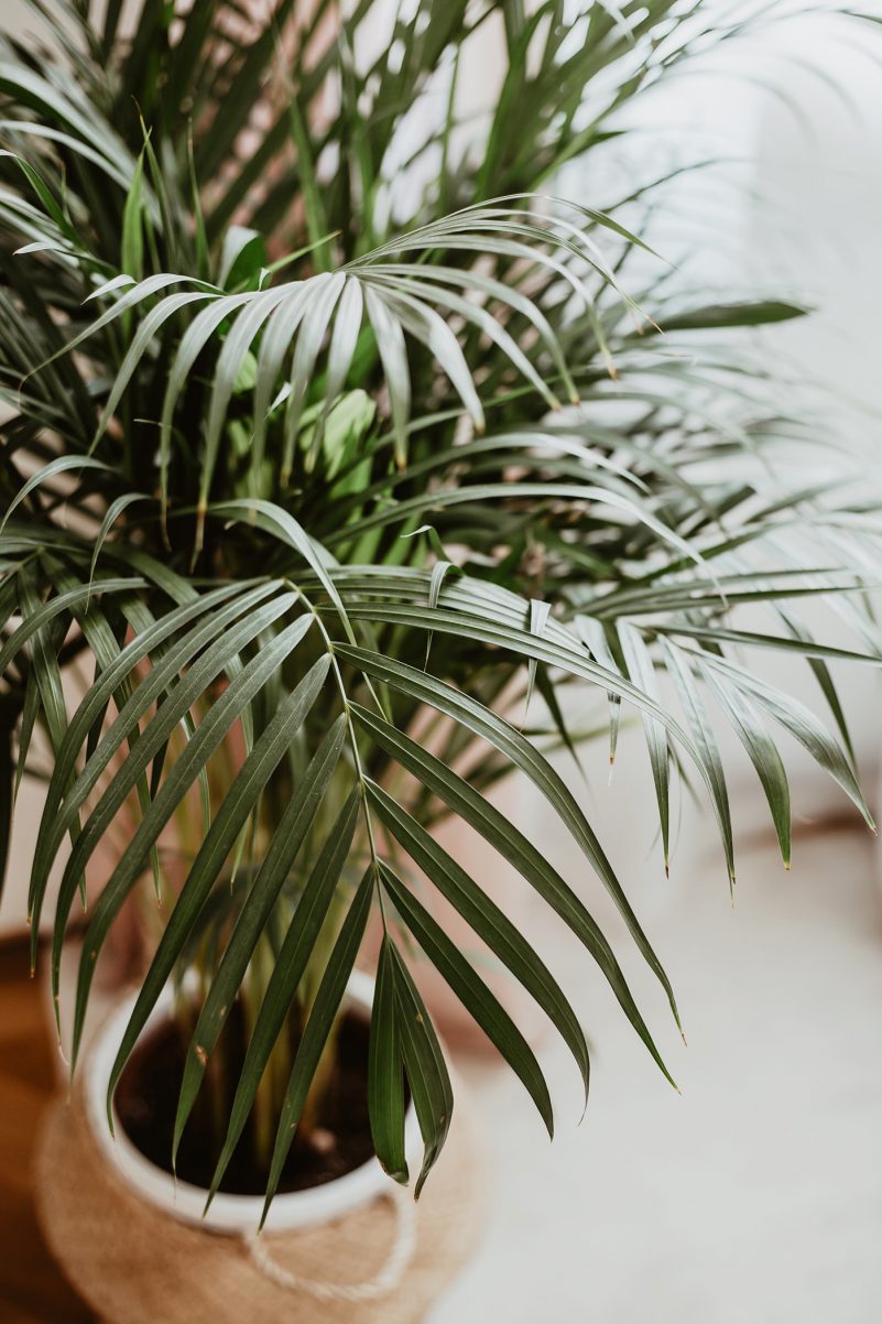 wohnzimmer pflanze palme