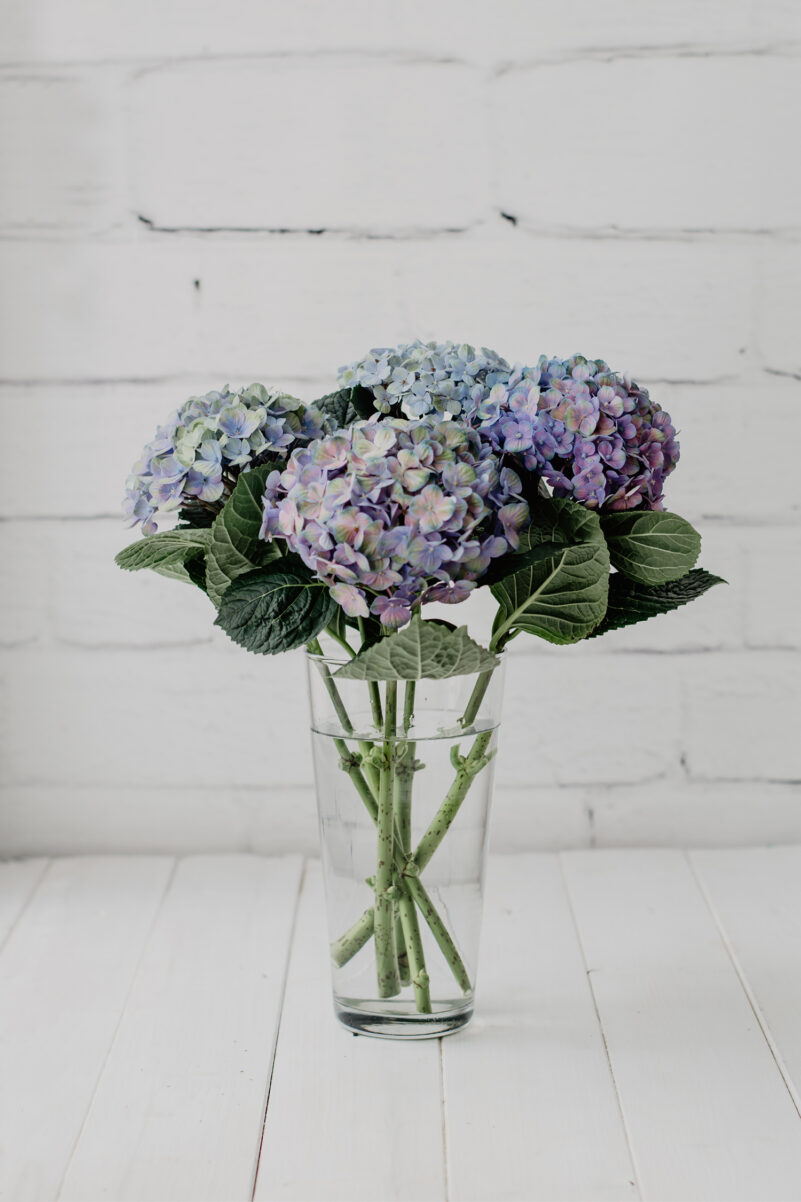 hortensien blau lila