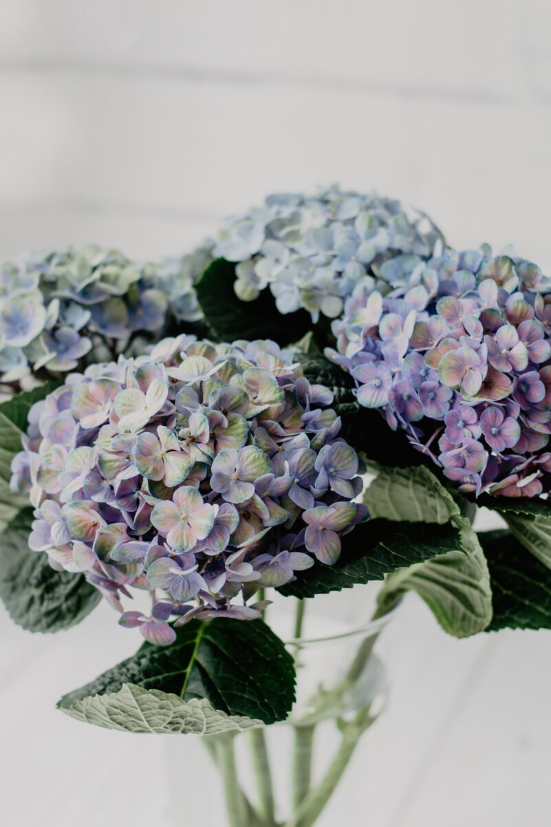 hortensien blau violett