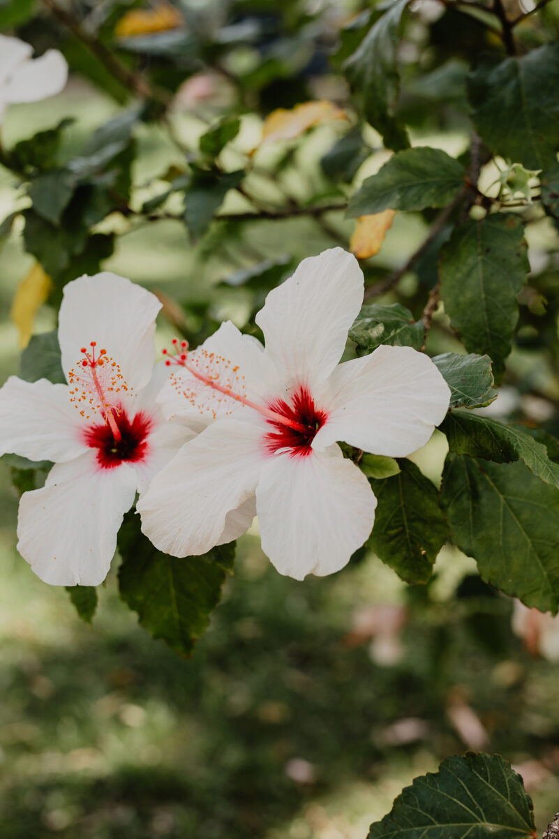 hibiskus weiss pink