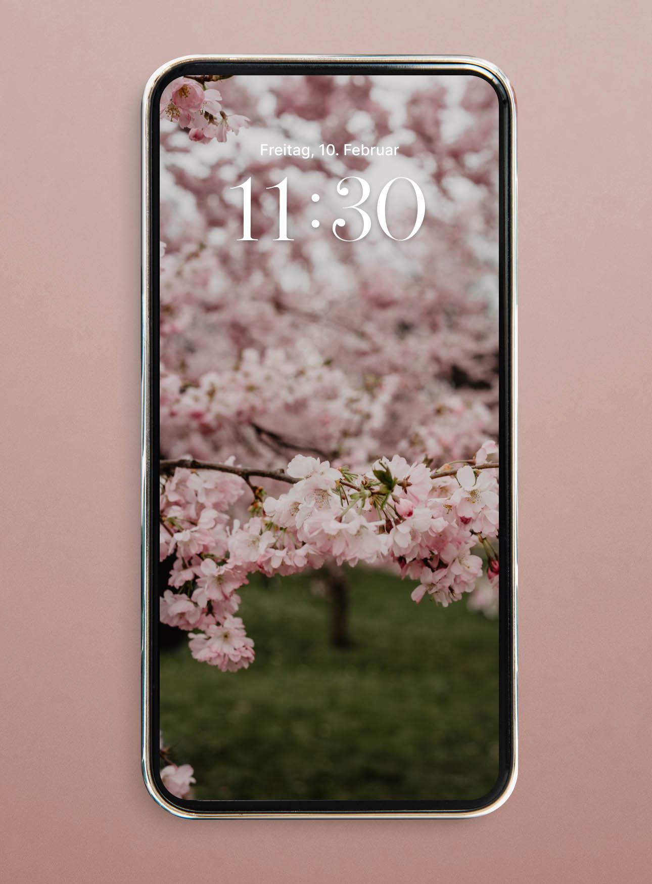 hanami cherry blossom wallpaper iphone hd