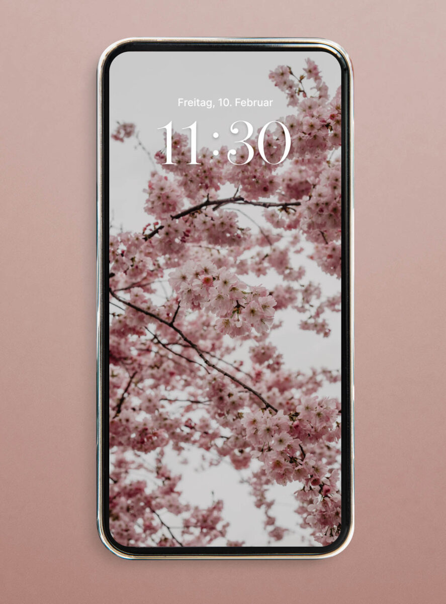 hanami cherry blossom wallpaper iphone hd