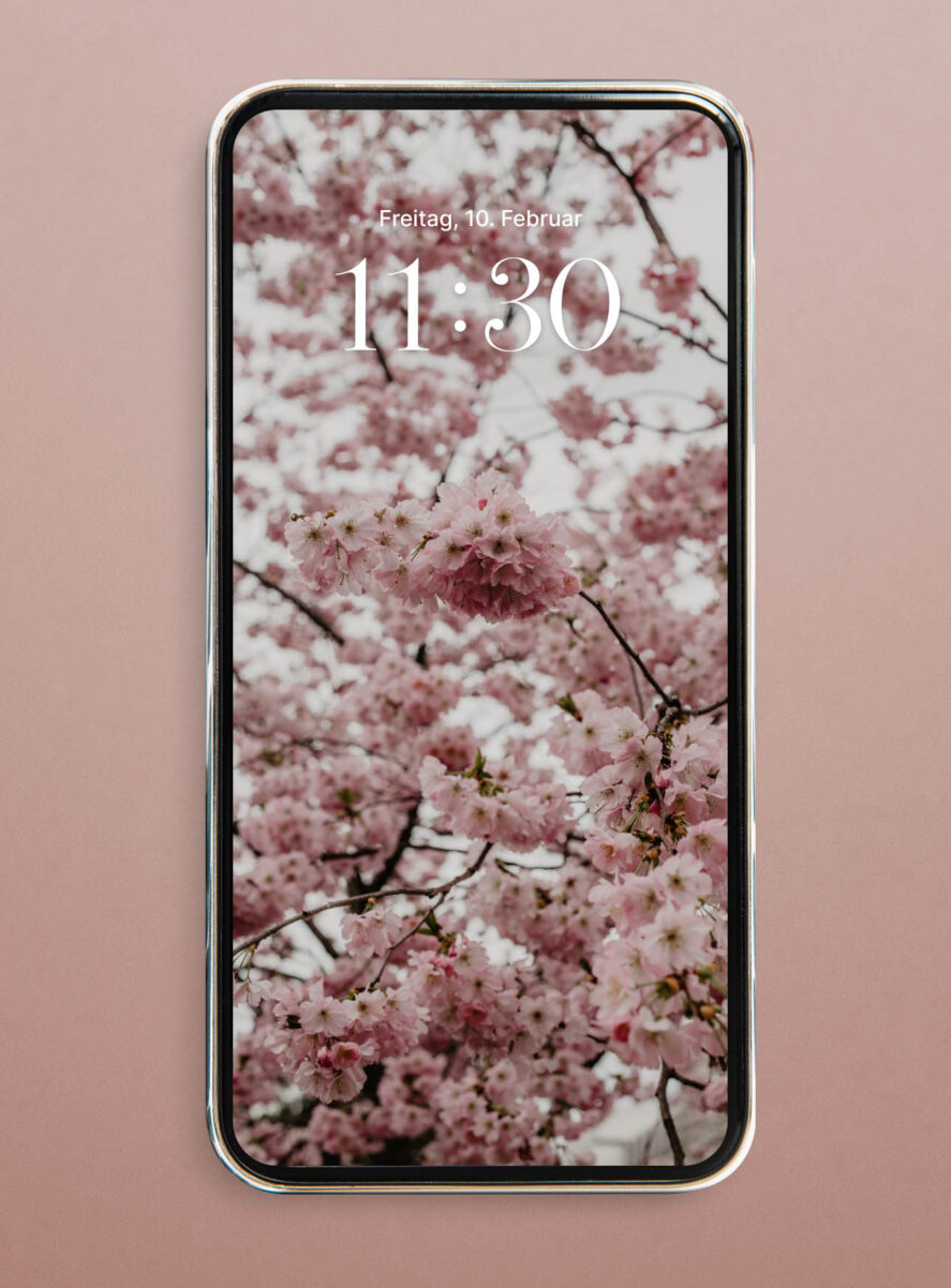 hanami cherry blossom wallpaper iphone hd