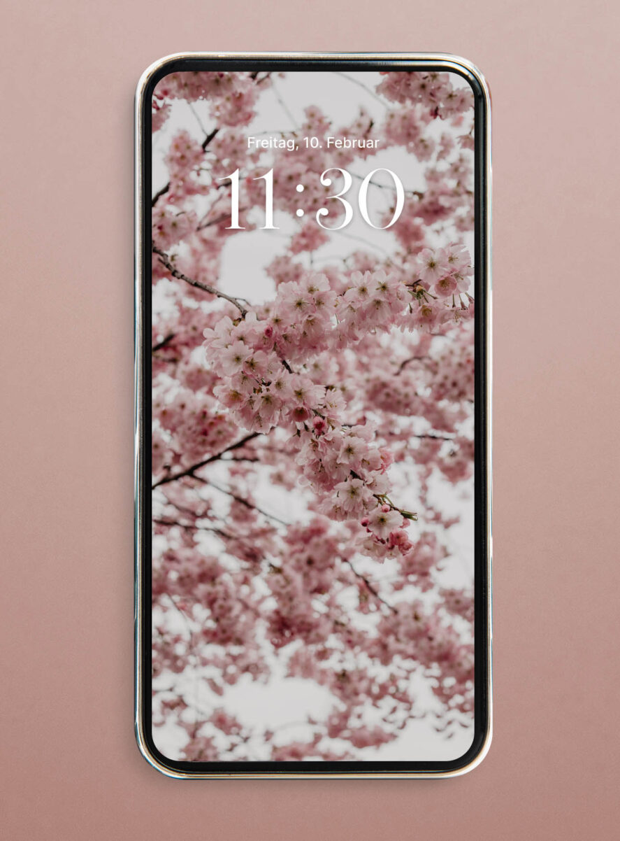 hanami cherry blossom wallpaper iphone hd