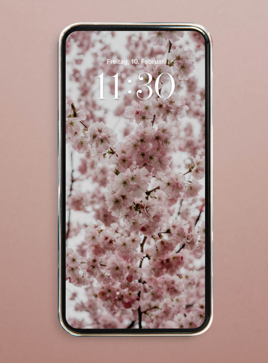 hanami cherry blossom wallpaper iphone hd