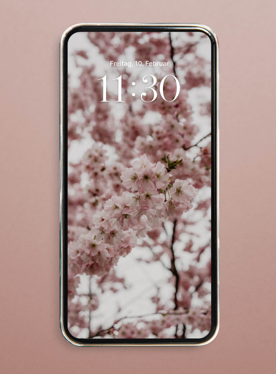 hanami cherry blossom wallpaper iphone hd