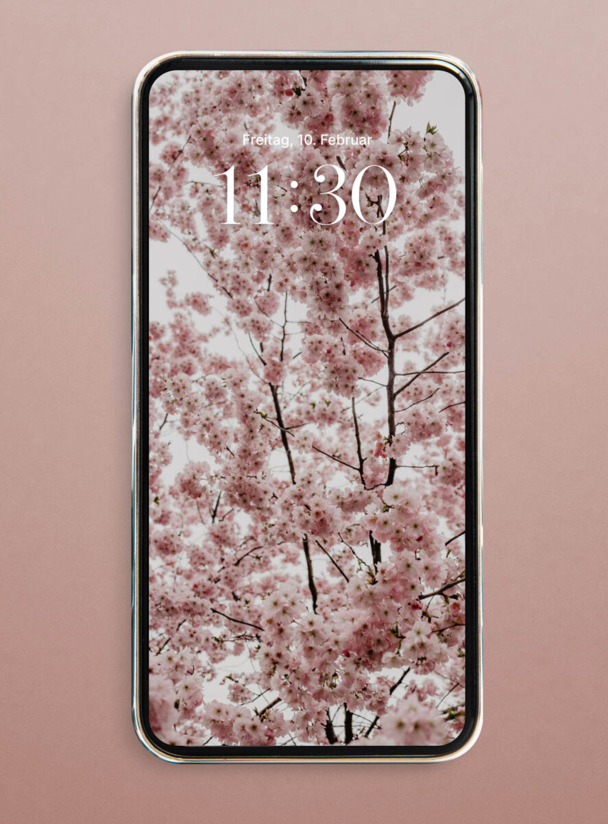 hanami cherry blossom wallpaper iphone hd