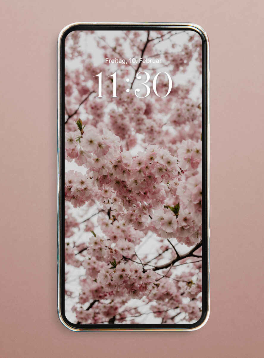 hanami cherry blossom wallpaper iphone hd