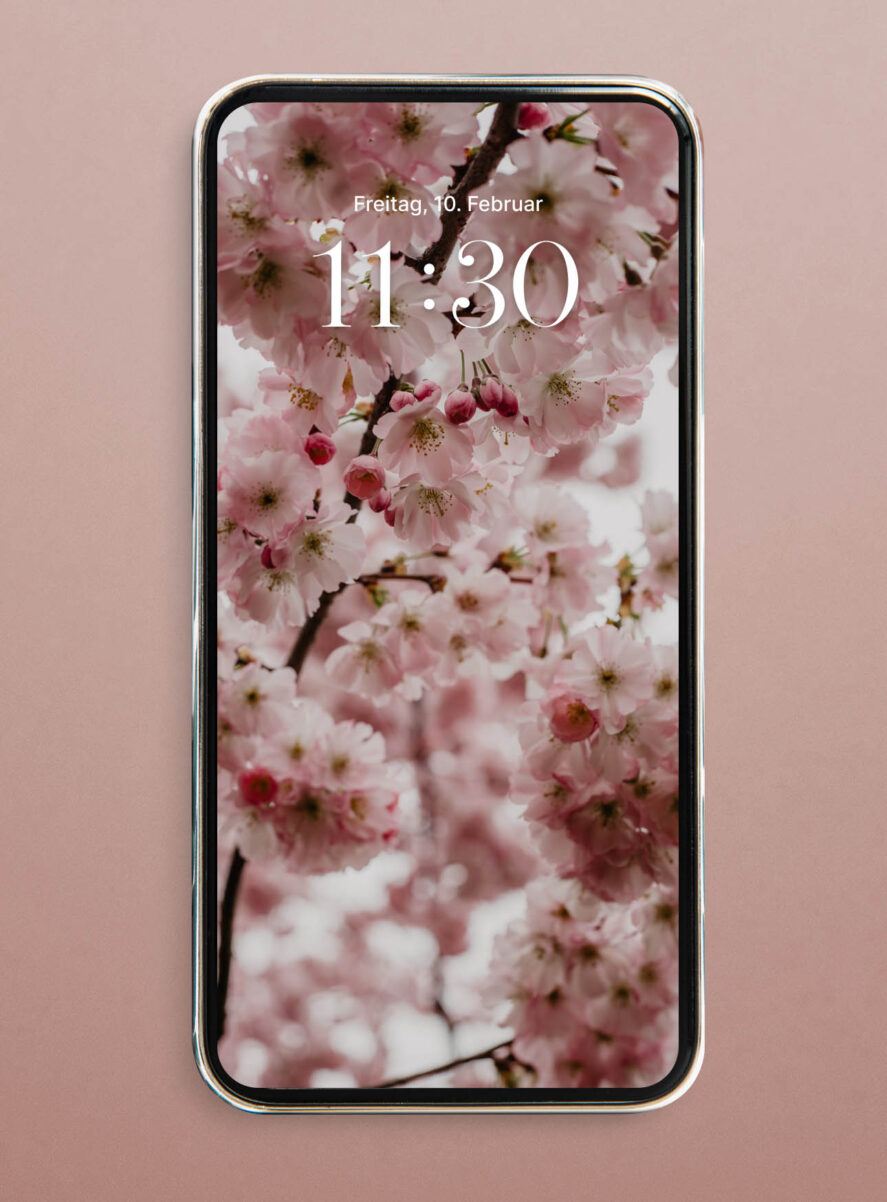 hanami cherry blossom wallpaper iphone hd