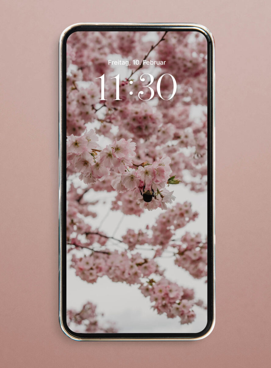 hanami cherry blossom wallpaper iphone hd