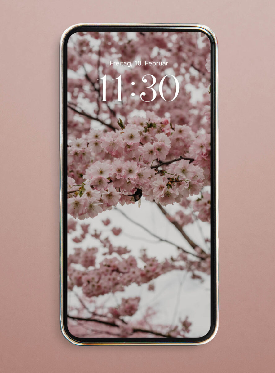 hanami cherry blossom wallpaper iphone hd