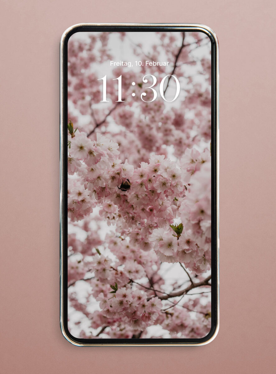 hanami cherry blossom wallpaper iphone hd