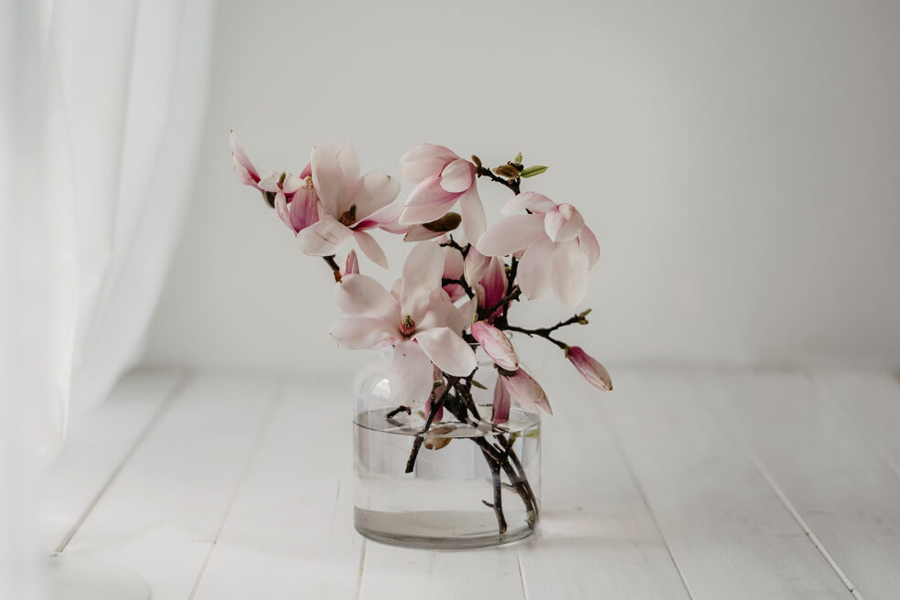 magnolia wallpaper desktop hd