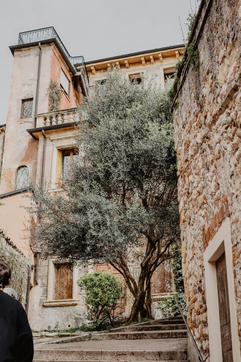 olivenbaum verona