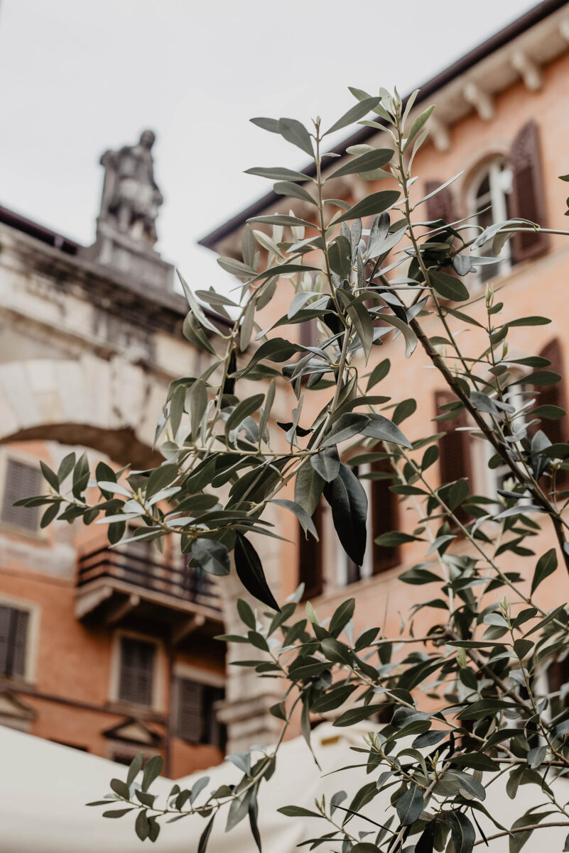 olivenzweig italien
