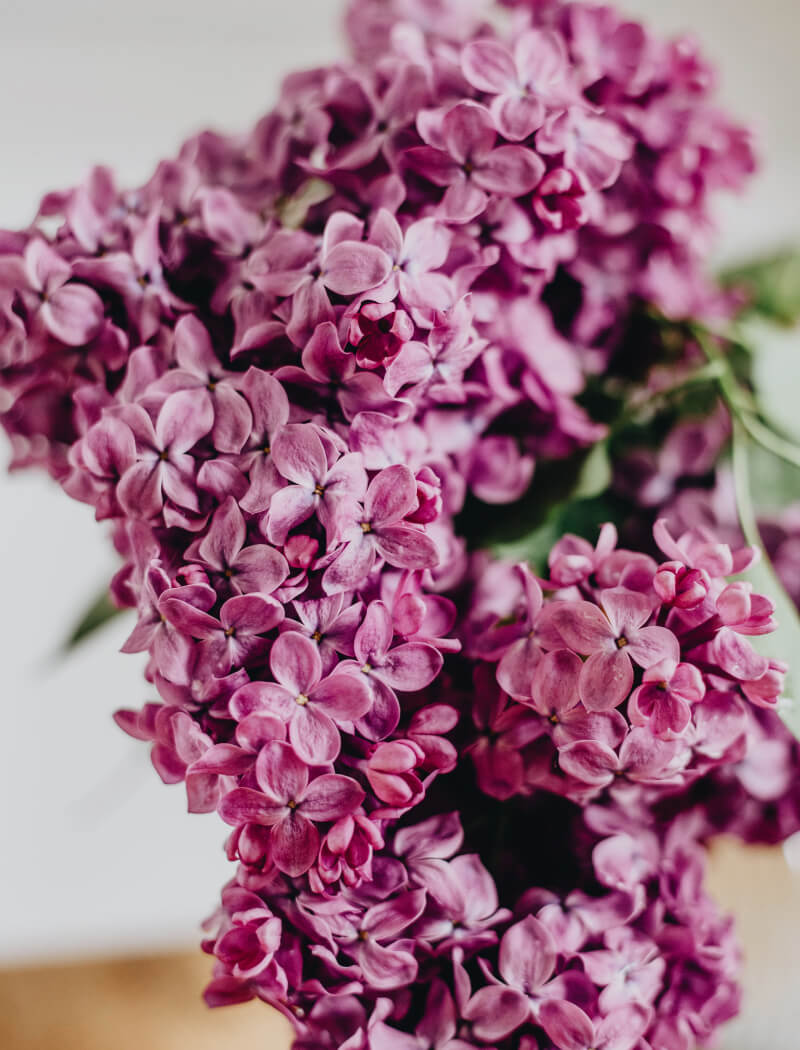 wallpaper hd lilac spring flower