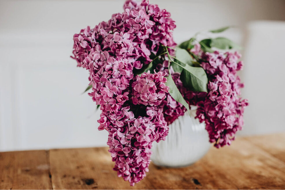 lilac flieder blumen wallpaper desktop hd