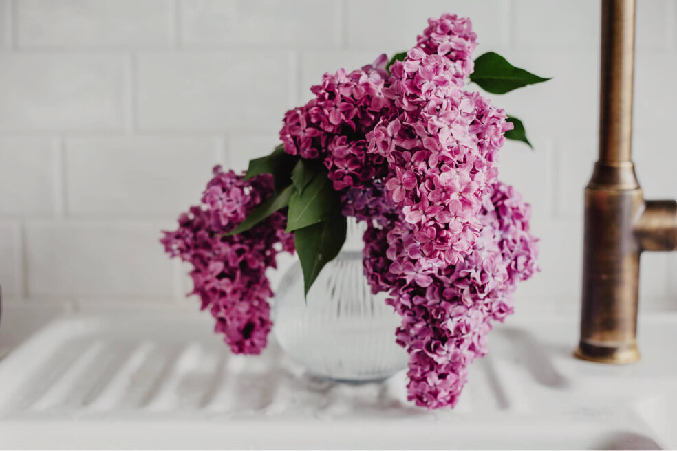 lilac flieder blumen wallpaper desktop hd
