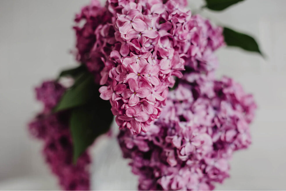 lilac flieder blumen wallpaper desktop hd