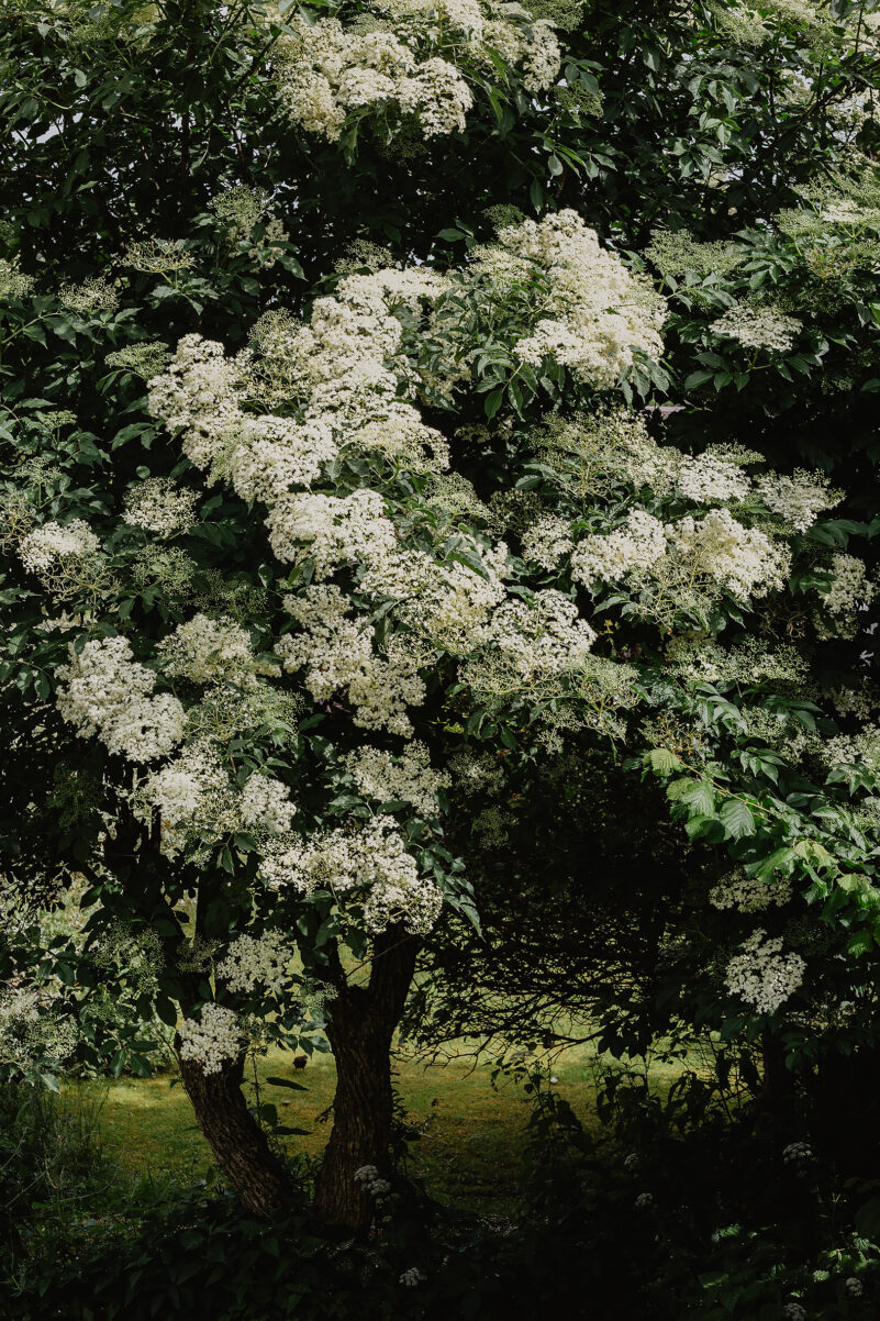 Holunderblüten Baum Verwerten Rezept Ideen